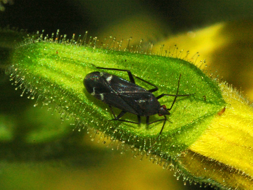 Macrotylus quadrilineatus (forse) .......